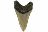 Fossil Megalodon Tooth - North Carolina #183335-1